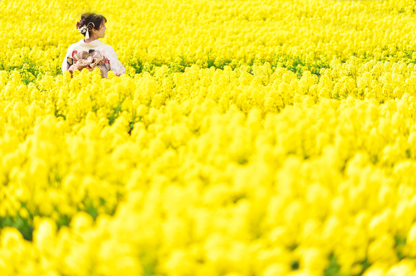 成人式と菜の花と