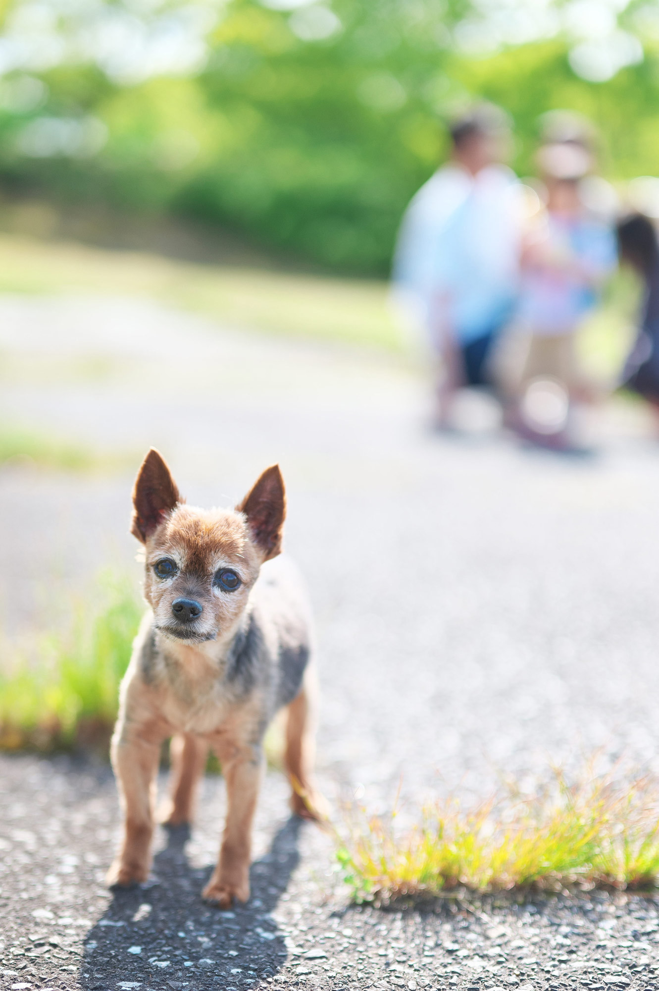 ぜひ犬もお連れください
